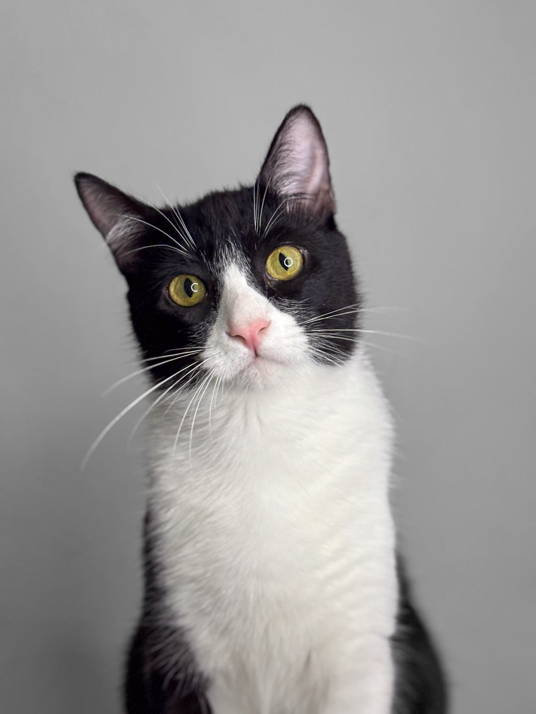 Guía básica de alimentación saludable para gatos