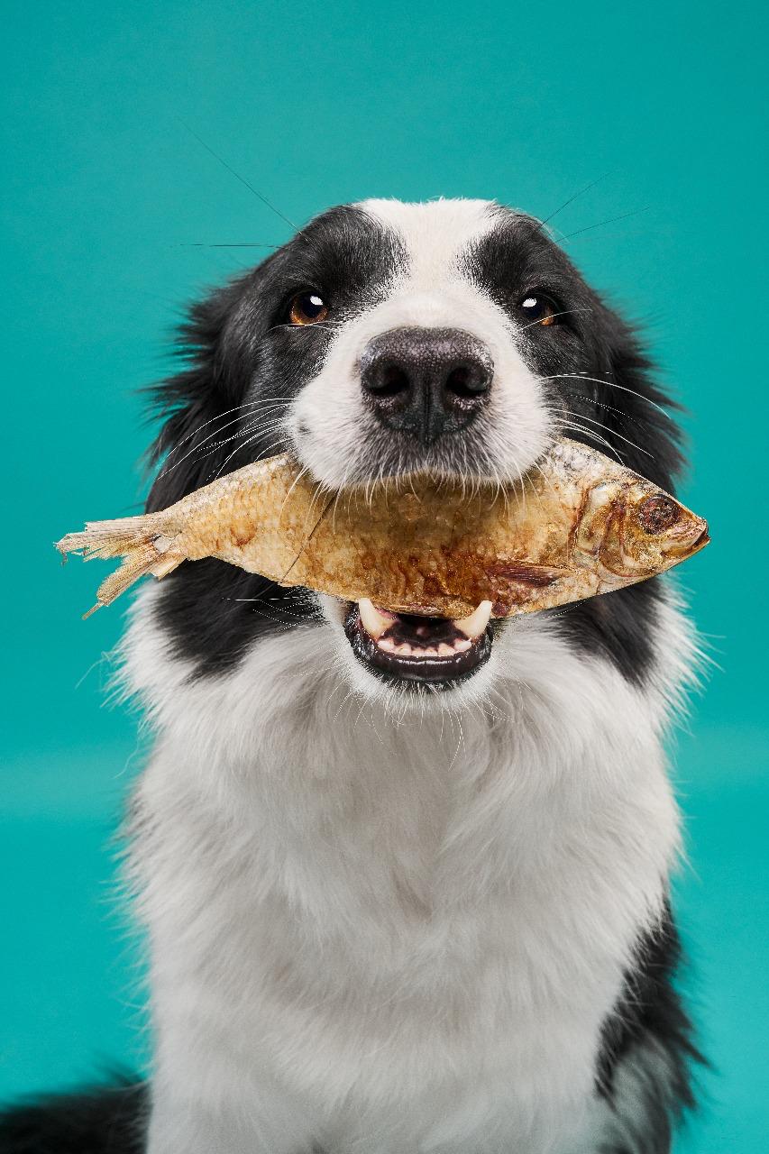 Salud dental natural: cómo los snacks deshidratados cuidan la boca de tu mascota