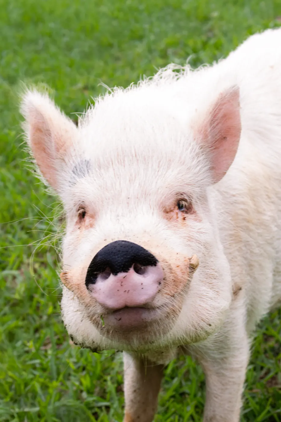 Cómo alimentar correctamente a un minipig