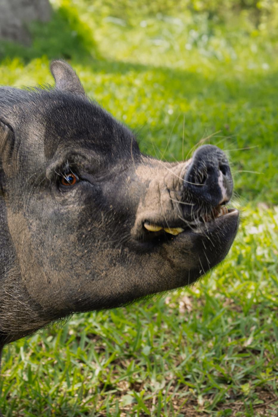 Minipigs