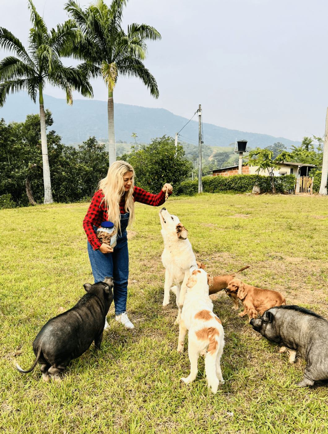 Pack de perros felices Afrilovers